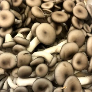 Cogumelo shimeji preto - 200g