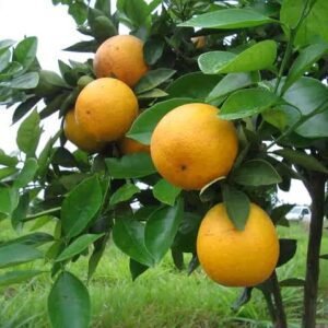 Laranja pera - kg