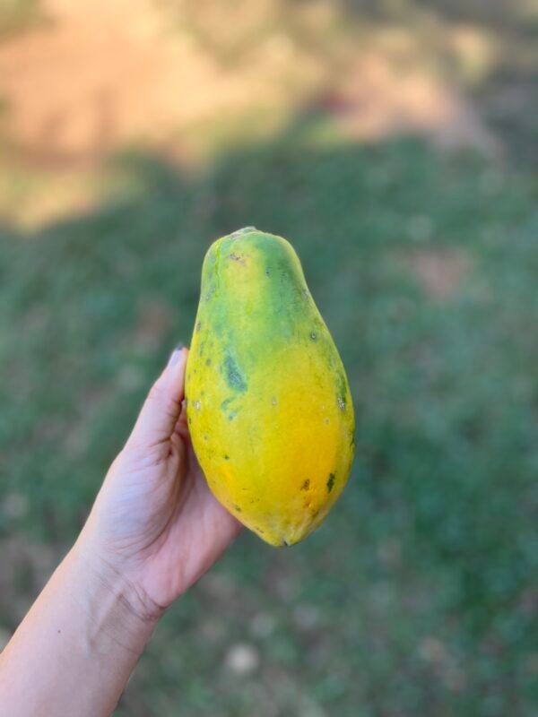 Mamão papaia - 500g - 600g