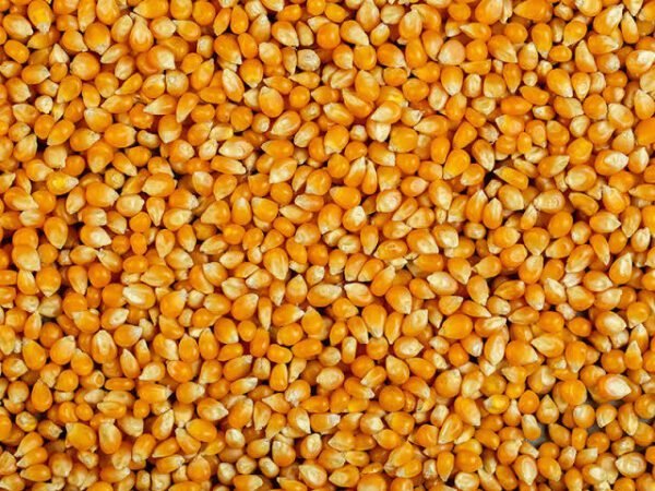 Milho de pipoca - 500g