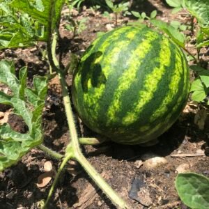 Mini melancia - unidade